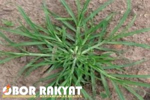 Rumput belulang adalah jenis tanaman yang dikenal dengan beberapa nama lain, seperti horsetail, pewarna rambut, dan cola de caballo.