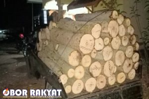 Dua Orang Pelaku Ilegal Logging di Sumber Wringin, Digelandang ke Polres Bondowoso