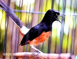 10 Tips Perawatan Burung Murai Batu Agar Gacor