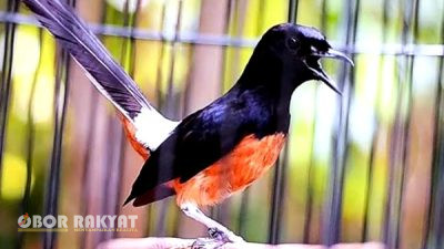 10 Tips Perawatan Burung Murai Batu Agar Gacor 