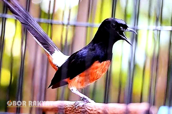 Bagaimana membuat burung Murai Batu gacor, apakah burung harus terus dilatih fisik siang malam atau diputarkan suara masteran 24jam?. Bukankah itu terlalu keras untuk seekor burung?. Mungkin itu terlalu berlebihan.