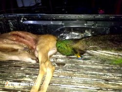 Polres Situbondo bersama Polhut Tangkap 3 Pelaku Perburuan Hewan Liar