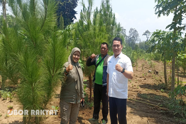 Bondowoso, Obor Rakyat - Cikal bakal keberlanjutan Perusahaan Umum Kehutanan Negara (Perum Perhutani) salah satunya adalah keberhasilan reboisasi atau tanaman yang dapat menghasilkan produksi kayu dan menjadi andalan pendapatan utama disamping produksi non kayu seperti getah pinus yang saat ini juga menjadi fokus para rimbawan.