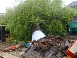 Pohon Punden Berusia Puluhan Tahun Tumbang, Timpa Atap Warung di Kota Surabaya