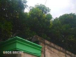 Abaikan Aduan Perampingan Pohon, DKP Surabaya Terkesan Tak Indahkan Instruksi Walikota