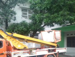 Berita Tayang Terkait Aduhan Lamban, DKP Pemkot Surabaya Baru Eksen Perampingan Pohon