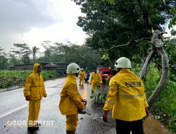 Hujan Deras Disertai Angin Kencang, Sejumlah Pohon di Bondowoso Tumbang