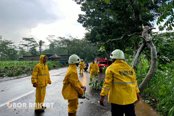 Bondowoso, Obor Rakyat - Telah terjadi hujan deras disertai angin kencang pada hari Selasa, 26 Desember 2023 di beberapa wilayah Kabupaten Bondowoso, Jawa Timur, sehingga mengakibatkan pohon tumbang menutup akses jalan dan menimpa beberapa rumah.