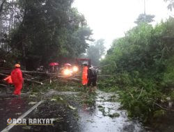 Sigap! BPBD Bondowoso Bersama Polsek Grujugan Tangani Pohon Tumbang
