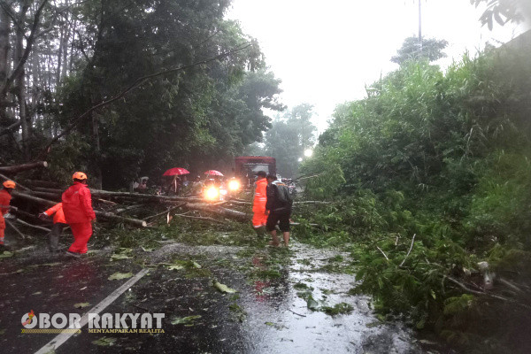Bondowoso, Obor Rakyat - Personel Kepolisian Sektor (Polsek) Grujugan bersama warga membantu Badan Penanggulangan Bencana Daerah (BPBD) Kabupaten Bondowoso untuk mengevakuasi pohon tumbang di Desa Wanisofo, Kecamatan Grujugan, Selasa (13/2/2024) sore hari.