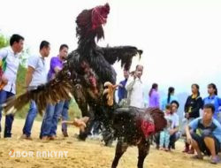Dikabarkan, Team Anti Bandit Polsek Benowo, Grebek Sabung Ayam