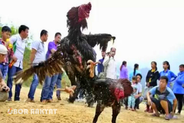 Surabaya, Obor Rakyat - Team Anti Bandit (TAB) Polsek Benowo, Polrestabes Surabaya, dikabarkan mengamankan 6 (enam) pelaku dugaan perjudian melalui sarana sabung Ayam.