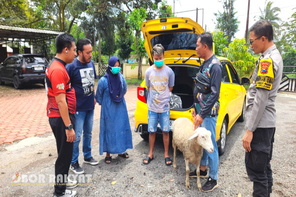 Bondowoso, Obor Rakyat - Aparat kepolisian unit reskrim Polsek Grujugan Polres Bondowoso, berhasil membekuk pasangan suami istri (pasutri) pelaku pencurian hewan (curhewan) kambing.