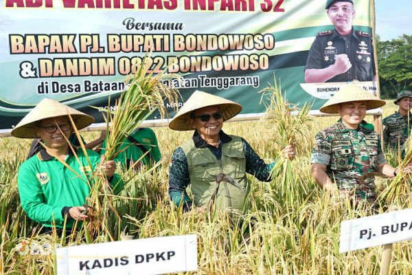 Bondowoso, Obor Rakyat - Pemerintah Kabupaten (Pemkab) Bondowoso melalui Dinas Pertanian dan Ketahanan Pangan (DPKP) melakukan panen raya padi Inpari 32 di persawahan di Desa Bataan, Kecamatan Tenggarang, Jum’at (29/3/2024).