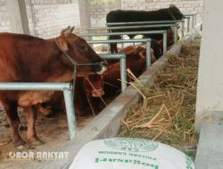 BUMDes Mutiara Punya Penghasilan dari Penggemukan Sapi