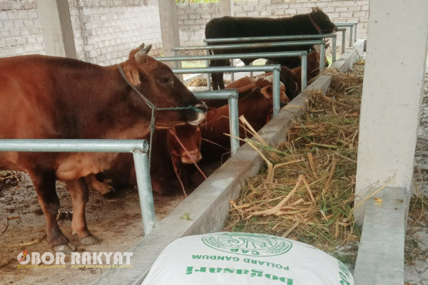 Bondowoso, Obor Rakyat - Badan Usaha Milik Desa (BUMDes) Mutiara, Desa Pekauman, Kecamatan Grujugan, Kabupaten Bondowoso, mempunyai penghasilan dari penggemukan sapi.