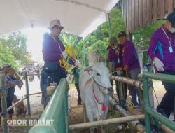 Demi Ciptakan Calon Bibit Berkualitas, Disnakkan Pemkab Situbondo Gelar Kontes Ternak Sapi dan Domba
