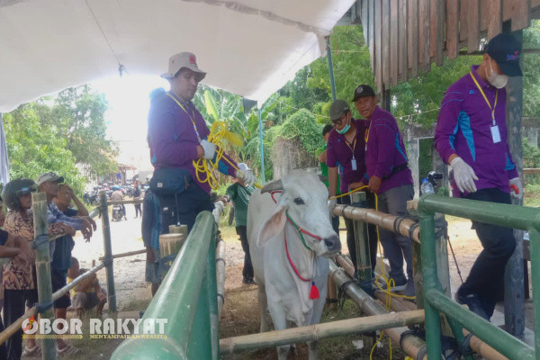 Situbondo, Obor Rakyat - Demi menciptakan calon bibit ternak berkualitas dan meningkatkan nilai jual, Pemerintah Kabupaten (Pemkab) Situbondo, melalui Dinas Peternakan dan Perikanan (Disnakan) menyelenggarakan kontes ternak.
