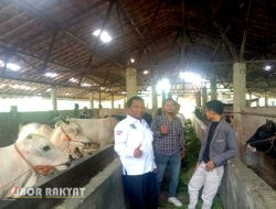 KOMPPI Apresiasi Progam Budidaya Ternak Sapi Desa Jambe 