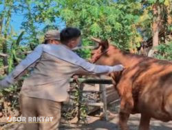 Sambut Dirgahayu RI ke-79 dan Harjabo ke- 205, Disnakkan Bondowoso Gelar Pengobatan Massal