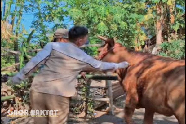 Bondowoso, Obor Rakyat - Dinas Peternakan dan Perikanan (Disnakkan) Kabupaten Bondowoso melakukan pengobatan massal untuk menurunkan jumlah kasus penyakit hewan menular dan zoonosis dengan mendatangi para peternak di Desa Trosari, Kecamatan Tlogosari, dan Desa Pucanganom, Kecamatan Jambesari Darushollah, mulai 7 Agustus 2024.