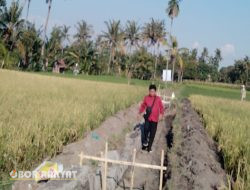 Oknum Perangkat Desa di Pandak Bondowoso, Berprofesi Sebagai Pelaksana Proyek?