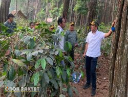 Agroforestry di Wilayah Kerja KPH Bondowoso Mendapat Perhatian Khusus