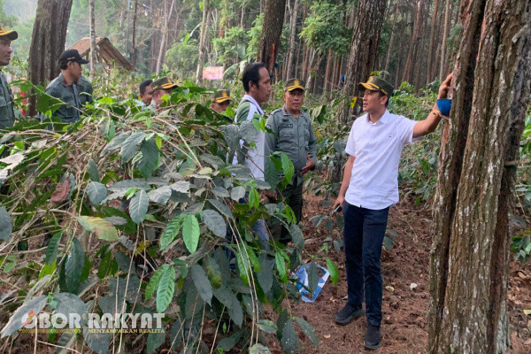 Bondowoso, Obor Rakyat - Pendapatan Perusahaan dari bidang agroforestry utamanya dari jenis kopi diwilayah kerja Kesatuan Pemangkuan Hutan (KPH) Bondowoso, rupanya mendapat perhatian khusus dari Management Perum Perhutani Divisi Regional Jawa Timur (Divre Jatim), seiring dengan melekatnya predikat Bondowoso sebagai Republik Kopi.
