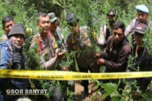 Lumajang, Obor Rakyat – Tim gabungan dari unsur Satnarkoba, Satreskrim dan Sat Samapta Polres Lumajang, Polda Jatim, melakukan penggerebekan ladang ganja di Kawasan Taman Nasional Bromo Tengger Semeru (TNBTS), Rabu (18/9/2024).