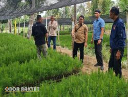Guna Memastikan Kecukupan Bibit, Kasi Utama Direksi Perhutani Lakukan Pemeriksaan Persemaian di Wilayah Kerja Perum Perhutani KPH Bondowoso