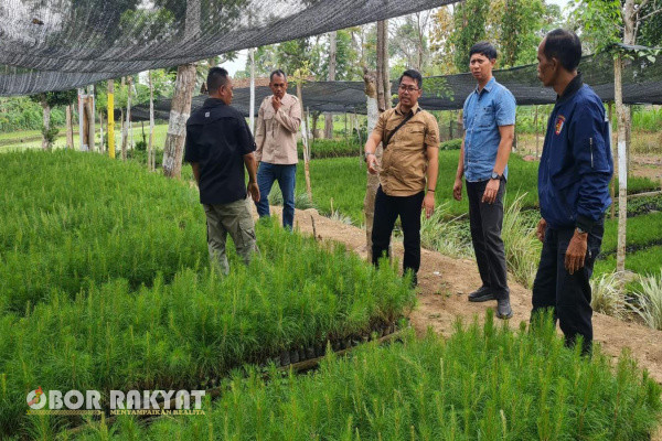 Bondowoso, Obor Rakyat - Cikal bakal sumber pendapatan yang akan didapat oleh Perusahaan Umum Kehutanan Negara atau yang lebih dikenal dengan Perum Perhutani adalah keberhasilan di bidang tanaman atau reboisasi. Sementara untuk mendukung keberhasilan tanaman salah satu faktor utamanya adalah ketersediaan bibit siap tanam pada awal musim penghujan.