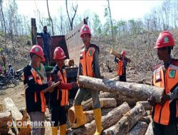 Tak Ada Waktu Libur, Rimbawan Perhutani Bondowoso Tuntaskan Terget Pekerjaannya