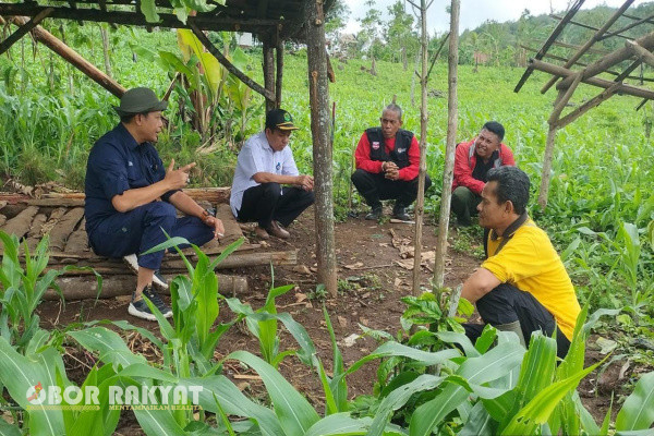 Bondowoso, Obor Rakyat - Seolah tiada pernah henti, setelah berjibaku dengan upaya mengejar target produksi di musim kemarau lalu, kini giliran tugas menanam dan reboisasi lahan bersamaan dengan datangnya musim penghujan yang harus dilakukan oleh para pengabdi rimba Perum Perhutani.
