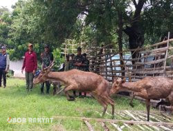 Danpuslatpurmar -5 Baluran, Hadiri Pelepasliaran Rusa Timor di Taman Nasional Baluran