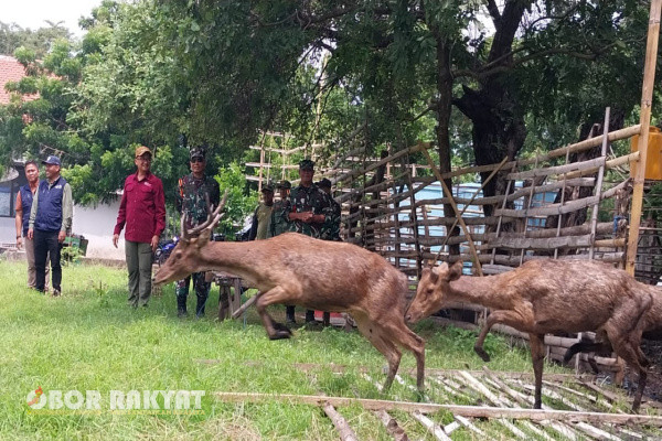 Situbondo, Obor Rakyat - Komandan Pusat Latihan Pertempuran Marinir (Danpuslatpurmar) -5 Baluran, Mayor Marinir Khairun Andy Sinaga., M.Tr. Opsla menghadiri Pelepasliaran Rusa Timor di pantai bilik Taman Nasional (TN) Baluran di Sumberwaru, Banyuputih, Kabupaten Situbondo, Kamis, (6/2/2025).