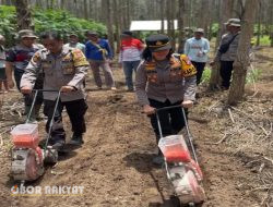 Polsek Ambulu Jember Bersama Poktan Wira Manunggal Desa Sabrang, Sukseskan Program Ketahanan Pangan