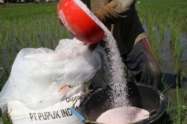 Jakarta, Obor Rakyat - PT Pupuk Indonesia (Persero) tengah menyiapkan model bisnis baru bagi distributor pupuk bersubsidi seiring diimplementasikannya Peraturan Presiden (Perpres) No. 6 Tahun 2025.