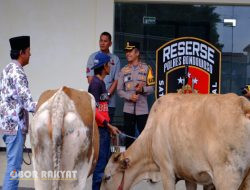 Kapolres Bondowoso Serahkan kembali Tiga Ekor Sapi Milik Warga yang telah di curi