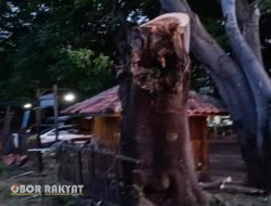 Lindungi Pengunjung Wisata, Perhutani Bondowoso Pangkas Pohon di Beach Forest Situbondo