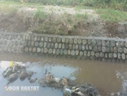 Optimalisasi Distribusi Air Pertanian, PSDA WS Sampean Setail Rehab Jaringan Irigasi Secara Swakelola