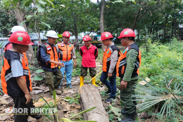 Bondowoso, Obor Rakyat - Produksi kayu jati masih menjadi andalan utama dalam meraup keuntungan. Untuk itu pekerjaan bidang tebangan merupakan kegiatan rutin yang dilakukan oleh jajaran Perum Perhutani.