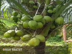 Jutaan Kelapa di Kangean Sebuah Tawaran Konsepsi Industrialisasi Berbasis Kerakyatan