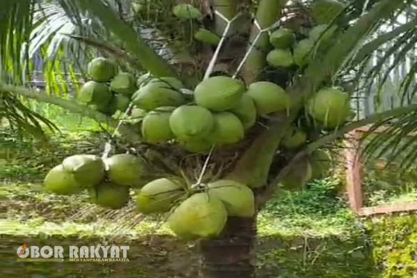 Situbondo, Obor Rakyat - PT. Raja Kebun Indonesia ( RAKESA ), menawarkan penanaman Sejuta pohon kelapa yang berjenis genjah Enthok kepada masyarakat Kangean, Sumenep, Madura dengan konsepsi kerjasama usaha sebagai berikut ;