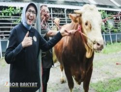 Bernama “Marlboro”, Sapi Asal Lumajang Terpilih Presiden Prabowo Subianto Untuk Sapi Kurban Idul Adha