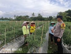 Perkuat Ketahanan Pangan, Bhabinkamtibmas Polresta Banyuwangi Dampingi Warga Budidaya Cabai