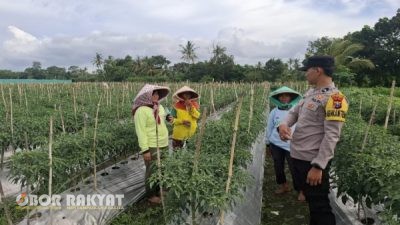 Perkuat Ketahanan Pangan, Bhabinkamtibmas Polresta Banyuwangi Dampingi Warga Budidaya Cabai