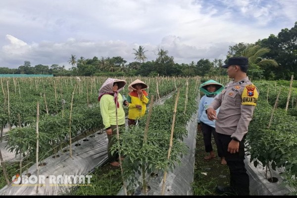 Banyuwangi, Obor Rakyat – Upaya mewujudkan ketahanan pangan nasional terus dilakukan dari akar rumput. Di Desa Sraten, Kecamatan Cluring, Kabupaten Banyuwangi, Jawa Timur, tampak lahan pekarangan warga mulai berubah menjadi kebun produktif berisi tanaman cabai yang tumbuh subur.