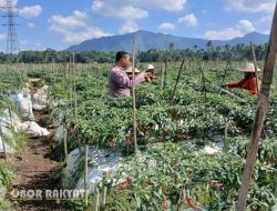 Dukung Ketahanan Pangan, Bhabinkamtibmas Polresta Banyuwangi Dampingi Petani Cabai di Kalibaru