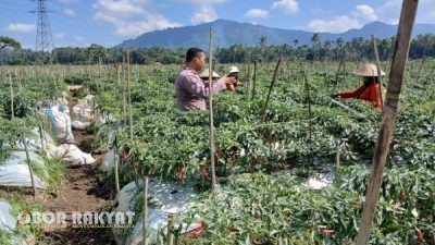 Dukung Ketahanan Pangan, Bhabinkamtibmas Polresta Banyuwangi Dampingi Petani Cabai di Kalibaru