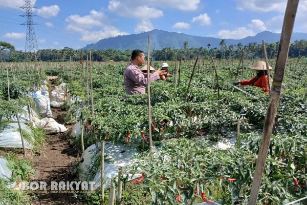 Banyuwangi, Obor Rakyat – Dalam rangka mendukung program ketahanan pangan nasional, Bhabinkamtibmas Polresta Banyuwangi aktif terlibat dalam kegiatan budidaya cabai bersama warga di Desa Banyuanyar, Kecamatan Kalibaru. Pendampingan ini dilakukan langsung oleh Briptu Mohammad Hafid Setiawan di lahan pertanian milik warga yang kini memasuki masa panen.